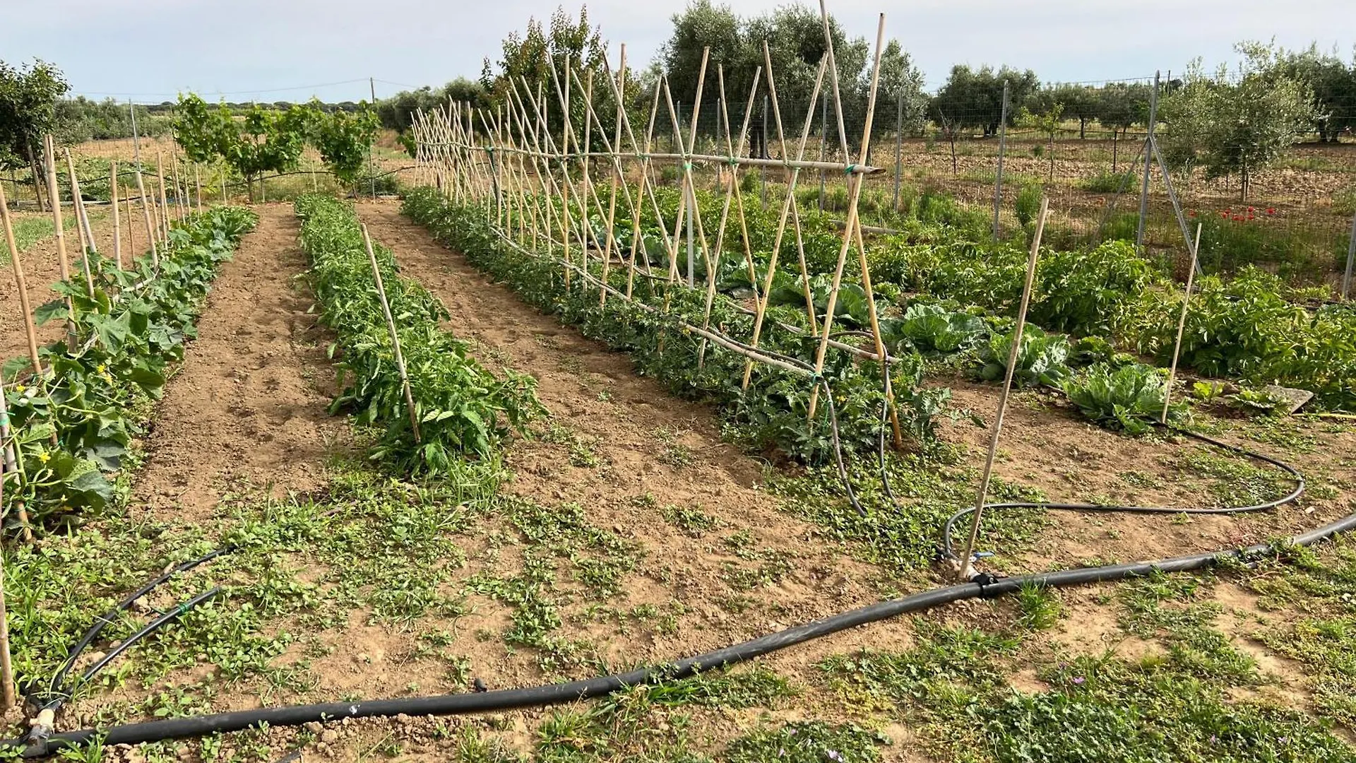 Agriturismo Il Giardino Degli Olivi Appartamenti Castiglione della Pescaia 0*,  Italien
